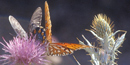 Butterfly on thistle in Chisos Basin
