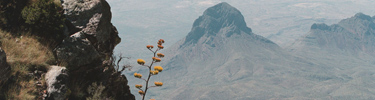 Agave Bloom and the Elephant Tusk from the South Rim of the Chisos