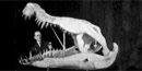 Deinosuchus skull with man standing beside it