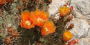 Cactus blooms can be commonly seen from the early spring into the summer