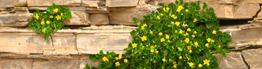 Rock nettle hangs onto a cliff