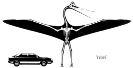 Size comparison between pterosaur and modern car