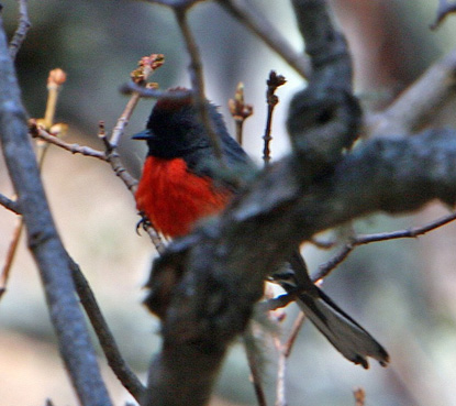 Slate-throated Redstart in Boot Canyon
