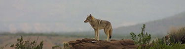 A coyote scouts the Tornillo flat