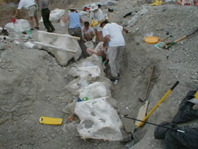 Alamosaurus Spine being preserved