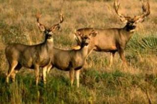 The Rocky Mountain Arsenal Wildlife Refuge will provide protected habitat for mule deer as well as black-tailed prairie dogs, migrating waterfowl, and eagles.