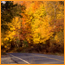 A paved road through autumn foliage