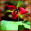 purple trillium, Dingmans Ravine