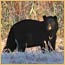 A black bear standing at the edge of a snowy cornfield