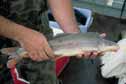 The endangered razorback sucker is endemic to the Green River and historically used Stewart Lake as a backwater rearing area. Photo courtesy of the U.S. Fish and Wildlife Service.