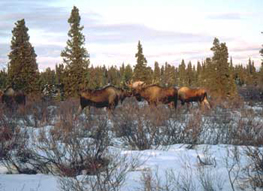 Moose in Bonanza Creek Experimental Forest