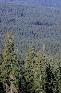 Wind River Experimental Forest