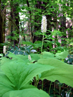 Vanilla leaves in Wind River Experimental Forest