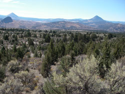 Juniper densities have increased since Euro-Americans first settled in Oregon. Credit: Mary Rowland