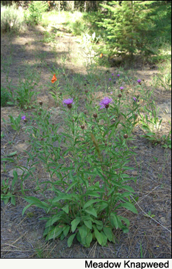 Meadow Knapweed