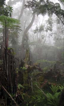 Photo of Hawaiian forest