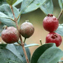 Photo of strawberry guava bearing red fruit