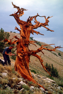 coring the shiva tree