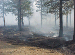 Burned area - Hat Creek District, Lassen National Forest, http://www.r5.fs.fed.us/lassen/fire/gallery/index.html