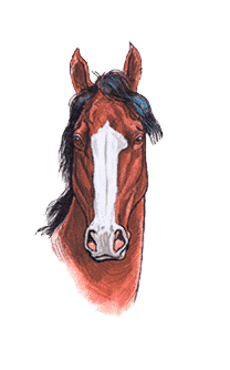 Drawing of a horse facial marking: Blaze. Artwork by Dale Crawford.