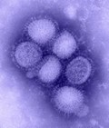 H1N1 flu graphic.jpg