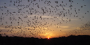 Evening bat flight at Carlsbad Caverns National Park.