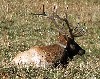 Bull Elk