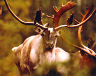 Image of a Caribou - CWS Photo