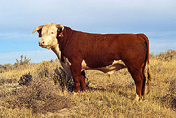 Hereford Bull