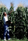 photo of scientist examining hybrid corn