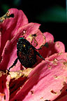 photo of Japanese beetle.