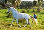 photo of horse