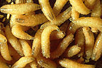 photo of screwworm larvae