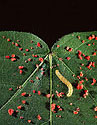 photo of starch-encapsulated insecticide