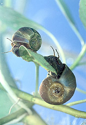 Photo: The ram's horn snail, Planorbella trivolvis, is a carrier of the Bolbophorus trematodes that infect farm-raised catfish. Link to photo information