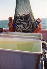 Bringing In the haul seine full of fish