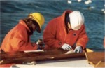 Tagging striped bass