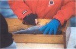 Tagging striped bass