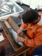 Tagging striped bass