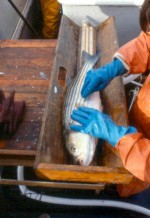 Tagging striped bass