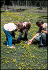 A picture of two children huddled around a Forest Service ranger examining yellow-colored wildflowers on the ground.