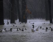 White River in Arkansas