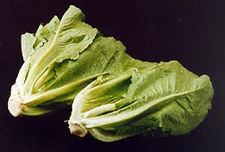 Romaine lettuce - Image courtesy Trikaya Agriculture Pvt. Ltd.