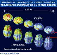 Images of Brain Development in Healthy Children and Teens (Ages 5-20)