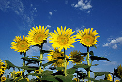 Photo: Sunflowers