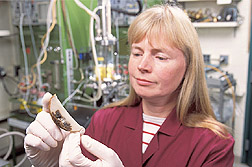 Photo: Patricia Slininger examines a section of a potato exhibiting advanced symptoms of dry rot caused by the fungus Fusarium sambucinum.