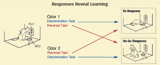 This is a graphic of the responses from the mental flexibility test - see text for more information