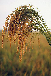U.S. long grain rice.
