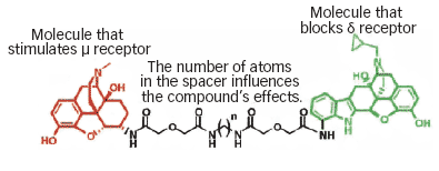 DUAL-COMPONENT COMPOUNDS OPEN NEW AVENUES FOR POTENTIAL MEDICATIONS - Molecule Graphic