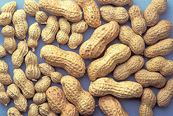 Photo: Peanuts. Link to photo information